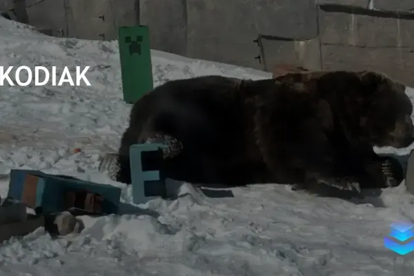 Kodiak Bears Celebrate at Wisconsin Zoo with Minecraft Theme