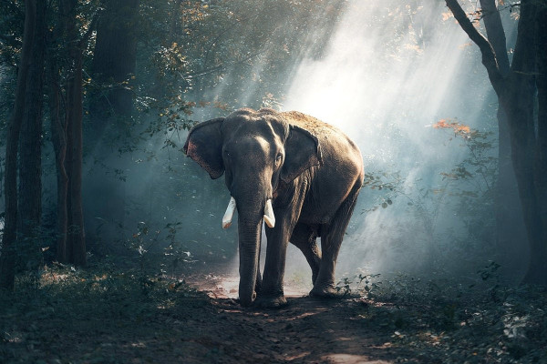Enterprise Leaders Eye Postgres as AI Gains Traction in Organizations