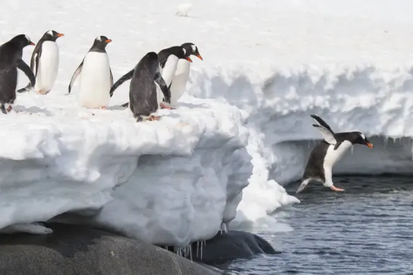 Adapting to Linux: Exploring Wine for Business Needs